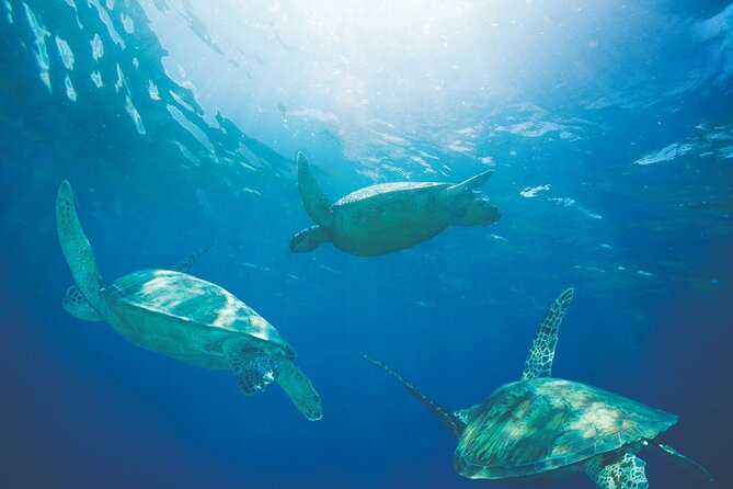 Waikiki Catamaran Snorkel Sail with Lunch: Turtles Guaranteed - Who should book this (and who should think twice)