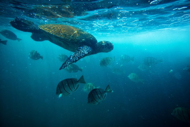 Waikiki Catamaran Snorkel Sail with Lunch: Turtles Guaranteed - Turtle Canyon snorkeling: how the guides set you up for success