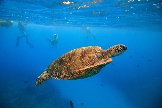 Waikiki, Hawaii: Turtle Canyon Snorkel Excursion - Key points worth knowing before you go
