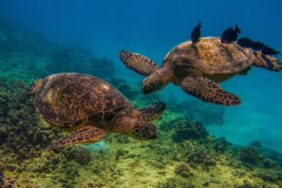 Waikiki, Hawaii: Turtle Canyon Snorkel Excursion - Meeting at Living Ocean Tours: Set up in minutes