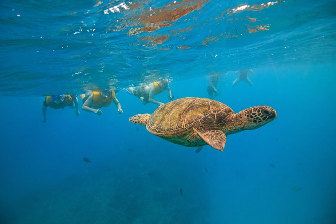 Waikiki, Hawaii: Turtle Canyon Snorkel Excursion - The big moment: snorkeling with green sea turtles