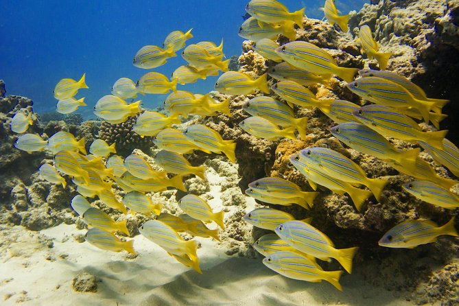 Waikiki, Hawaii: Turtle Canyon Snorkel Excursion - Time management: what 2 hours really means on the water