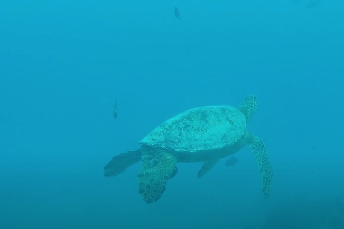 Waikiki Snorkel Tour - Price and value: $50 for gear, a guide, and a real wildlife goal