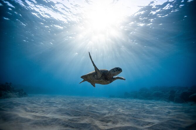 Waikiki: Turtle Canyon Snorkel - Pink Sails Waikiki: The Spot to Find Before You Check In