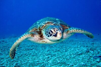Waikiki: Turtle Canyon Snorkel - The Catamaran Ride: Snacks, Captain Talk, and a Better Start