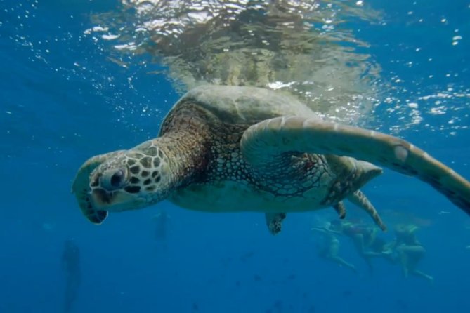 Waikiki: Turtle Canyon Snorkel - Sea Turtle Encounters: Getting Good Views Without Stress