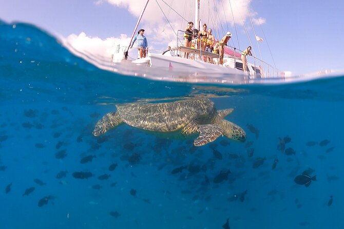 Waikiki: Turtle Canyon Snorkel - What to Bring to Snorkel Comfortably (Not Just Bravely)