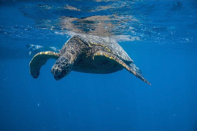 Waikiki Turtle Canyon Snorkel: Turtles Guaranteed - Turtle Canyon Honu: Why This Waikiki Snorkel Feels Different