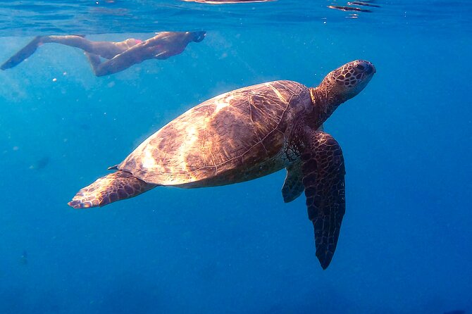Waikiki Turtle Canyon Snorkel: Turtles Guaranteed - Stop at Turtle Canyon: Roughly 45–50 Minutes of Turtle Time