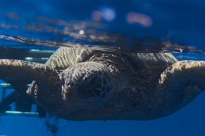 Waikiki Turtle Canyon Snorkel: Turtles Guaranteed - Snorkel Gear, Floatation, and Safety in Open Water