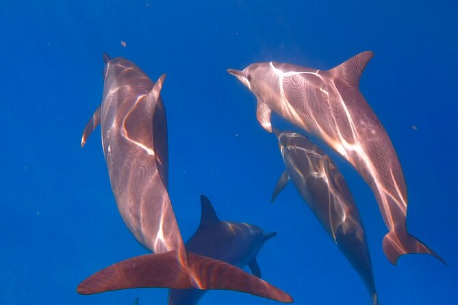 Waikiki Turtle Canyon Snorkel: Turtles Guaranteed - What You See Beyond Turtles (fish, eels, rays, and maybe whales)