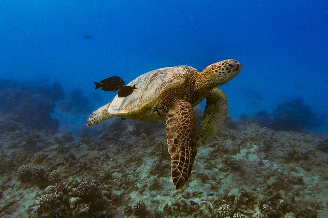 Waikiki Turtle Canyon Snorkel: Turtles Guaranteed - Make It Easier: How to Follow the Guide and Hear Key Info
