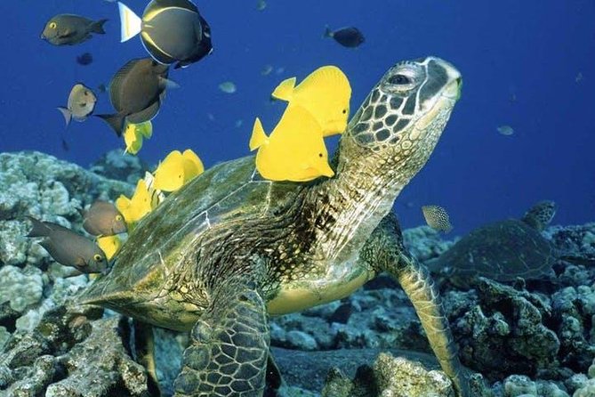 Waikiki Turtle Snorkel and Sail on Hawea Catamaran - Snorkeling at Turtle Canyon: shallow reef, provided gear, and a guided rhythm