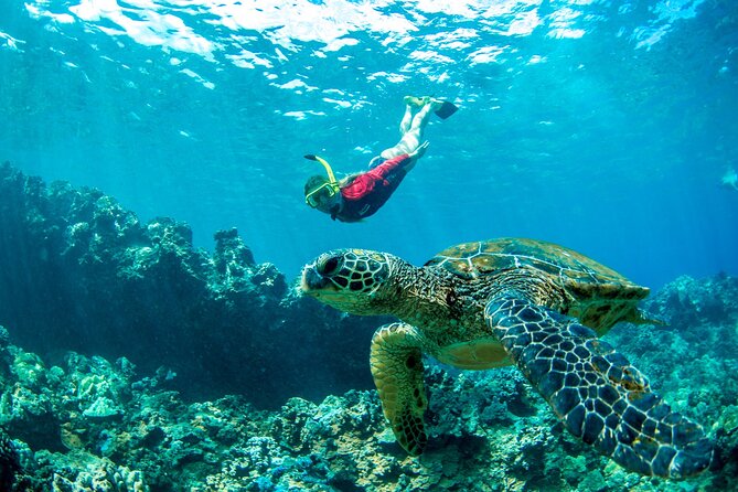 West Maui Afternoon Snorkel from Ka’anapali Beach - Price and value: how $156.16 pencils out on Maui