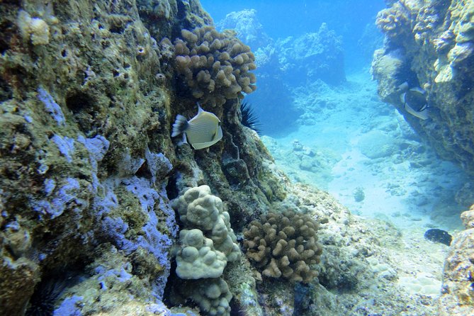 West Maui Snorkeling Experience by Boat from Ka'anapali - The second snorkeling stop around Maui (and sometimes Lanai)