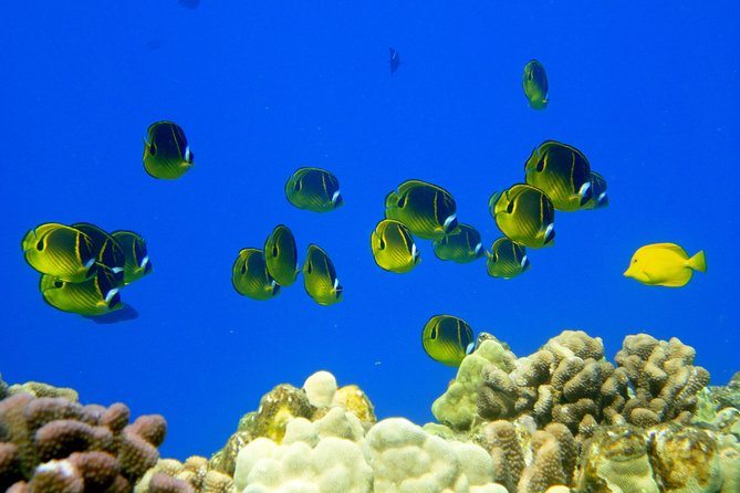 West Maui Snorkeling Experience by Boat from Ka'anapali - Who this tour fits best (and who should pick a different style)