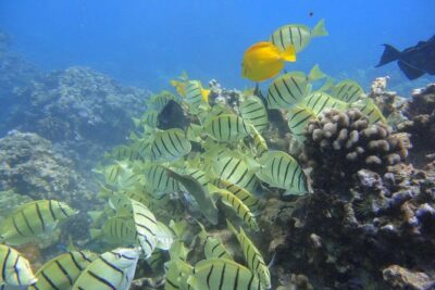 West Maui Snorkeling Experience by Boat from Ka'anapali - Dolphins and whales: how wildlife spotting fits into the schedule