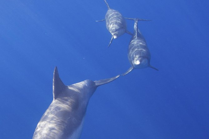 West Oahu Dolphin Watch and Snorkel Sail with Lunch - The catamaran ride: comfort first, but still a real ocean day