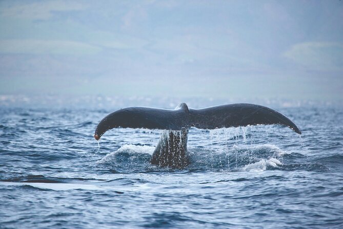 West Oahu Dolphin Watch and Snorkel Sail with Lunch - Snorkeling time: what you get, and how to make it count