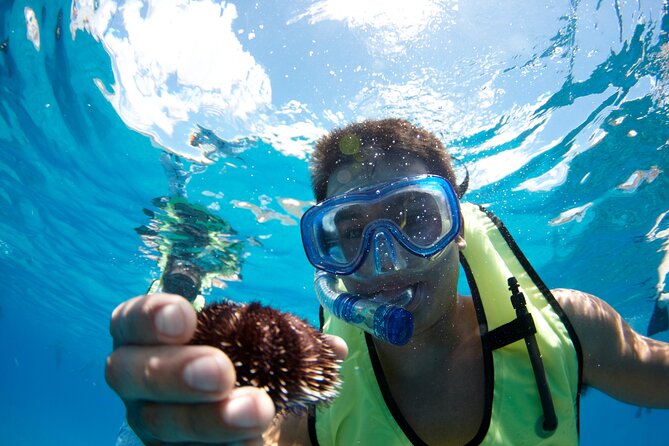 West Oahu Dolphin Watch and Snorkel Sail with Lunch - Wildlife variety: what you might see beyond dolphins