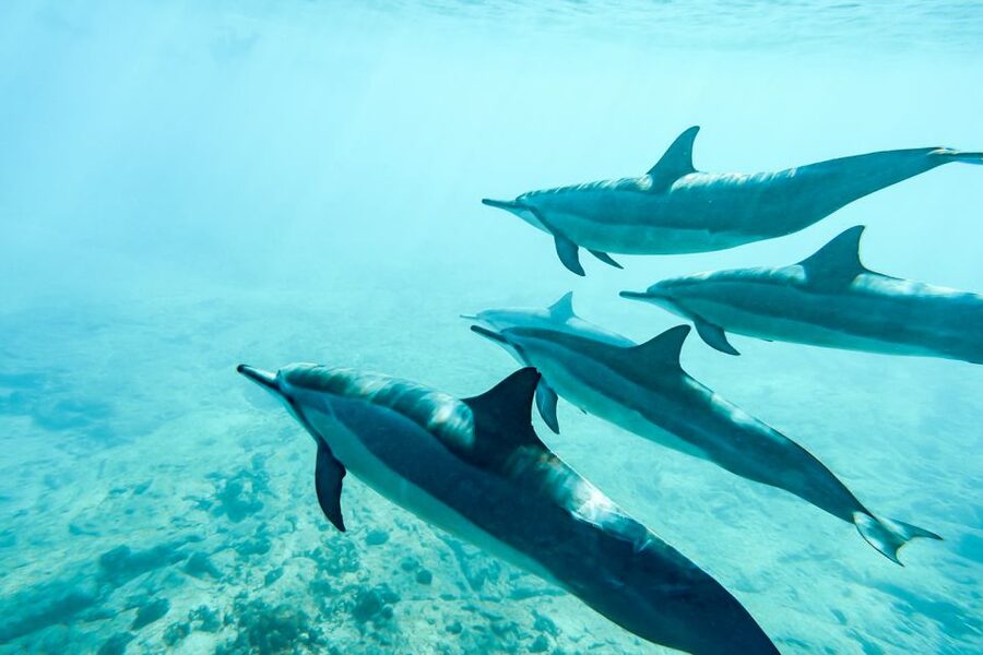 West Oahu: Turtles, Dolphins, and Snorkeling Tour with Lunch - The food and bar: lunch plus drinks without turning it into a party cruise