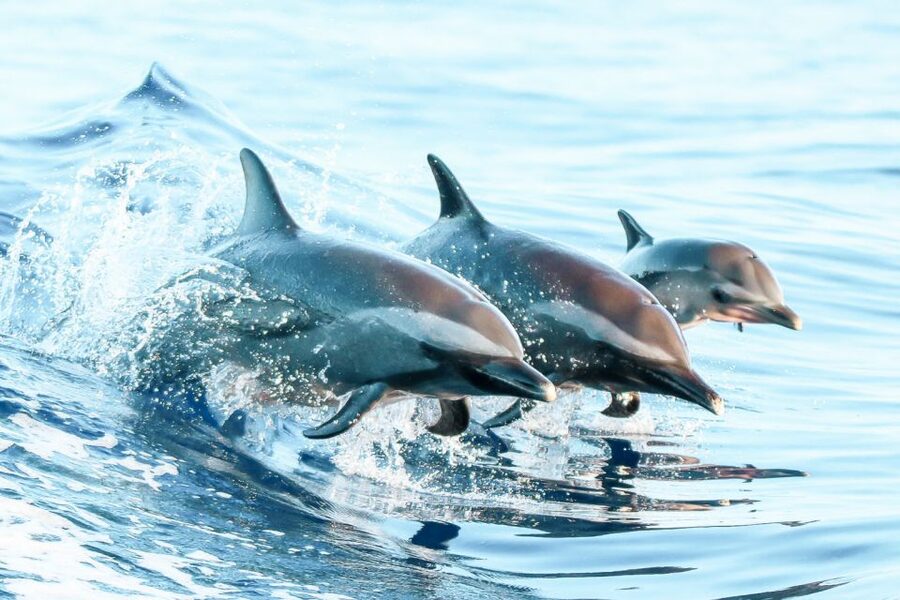 West Oahu: Turtles, Dolphins, and Snorkeling Tour with Lunch - Who this West O‘ahu tour fits best