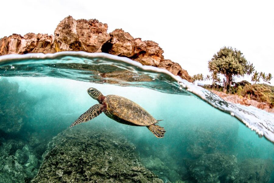 West Oahu: Turtles, Dolphins, and Snorkeling Tour with Lunch - The dolphin spotting promise: how the re-ride works in real life