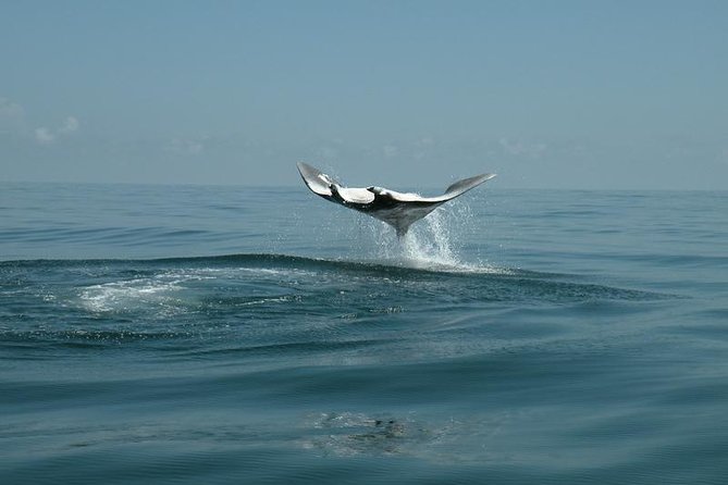 Whale Shark and Snorkeling Adventure from Isla Holbox - 6:30 am Start From VIP Holbox and Why Getting Going Early Matters