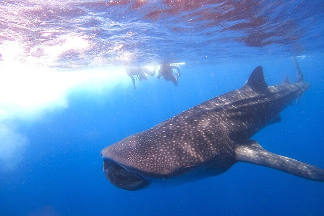 Whale Shark and Snorkeling Adventure from Isla Holbox - How the Whale Shark Swim Works: Pair Swims, Respect Rules, and Why You Need to Keep Pace