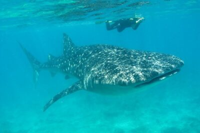 Whale Shark and Snorkeling Adventure from Isla Holbox - The Boat Ride Toward Yum Balam Reserve: Bumpy Water, Motion-Sickness Reality, and Manta-Ray Possibilities