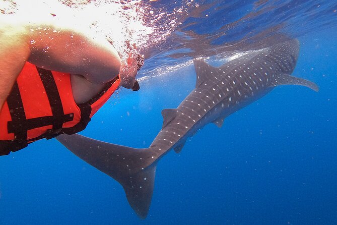 Whale Shark and Snorkeling Adventure from Isla Holbox - Santa Paula Swim and Beach Ceviche: The Included Lunch That Actually Feels Good