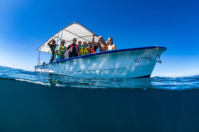 Whale Shark snorkeling tour in a reduced group with local marine biologist - Key points to know before you go