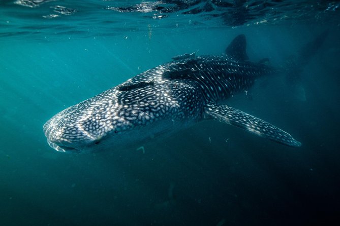 Whale Shark snorkeling tour in a reduced group with local marine biologist - Getting to Topete 125 and Your Quick Start on the Day