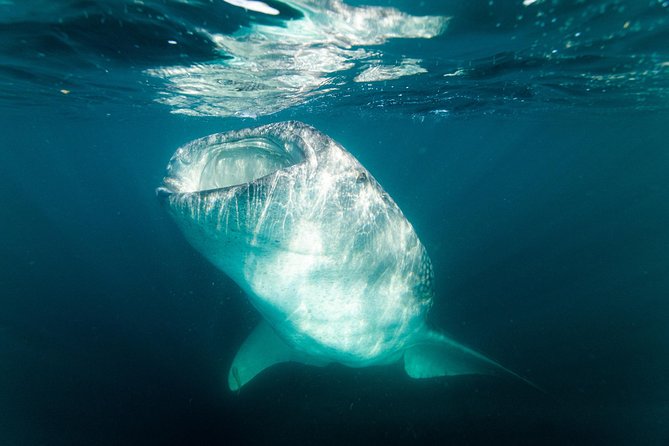 Whale Shark snorkeling tour in a reduced group with local marine biologist - The Snorkeling Setup That Actually Helps: 3mm Shorty Wetsuits and Fins