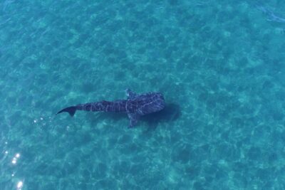 Whale Shark snorkeling tour in a reduced group with local marine biologist - Small-Group Reality: Max 9, Controlled Water Windows, and Fair Time