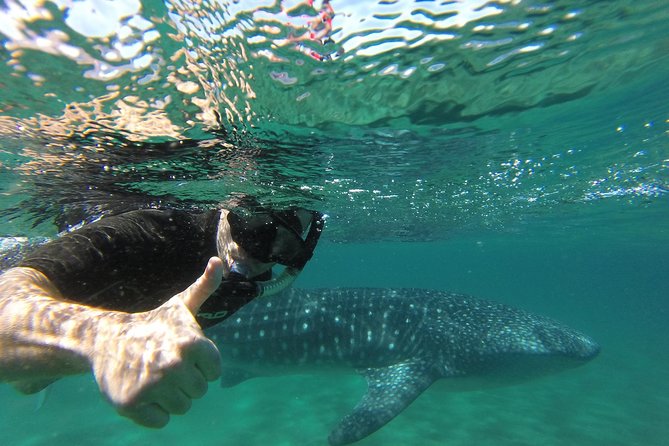 Whale Shark snorkeling tour in a reduced group with local marine biologist - Price and Value: Why $190.77 Can Actually Be a Good Deal