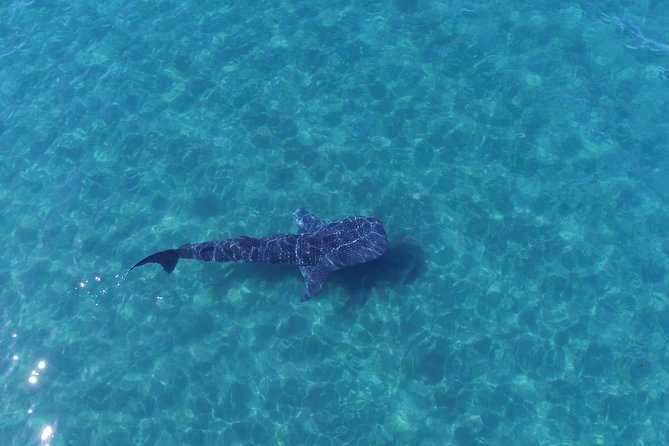 Whale Shark snorkeling tour in a reduced group with local marine biologist - Small-Group Reality: Max 9, Controlled Water Windows, and Fair Time