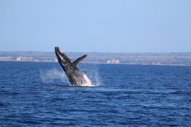 Whale Watch and Turtles Snorkel - Price and value at $138: what you’re paying for (and what costs extra)