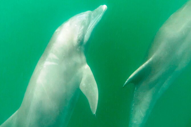 Wild Dolphin Encounter & Snorkeling Adventure - Getting Close to Wild Dolphins Without the Chaos