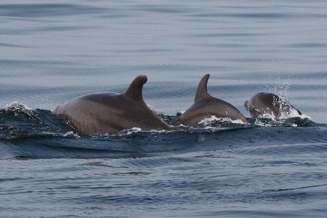 Wild Dolphin Encounter & Snorkeling Adventure - Snorkeling at Los Arcos de Mismaloya: Fish, Color, and Tradeoffs