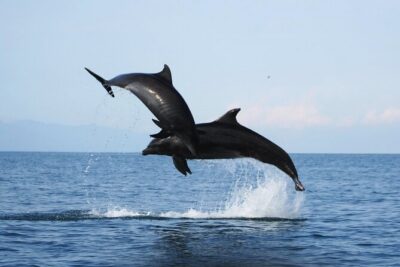 Wild Dolphin Encounter & Snorkeling Adventure - How the Dolphins Part Usually Plays Out (What You Should Expect)