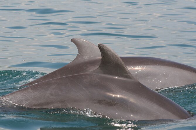 Wild Dolphin Encounter & Snorkeling Adventure - The Boat Ride and Puerto Vallarta Views You’ll Actually Enjoy