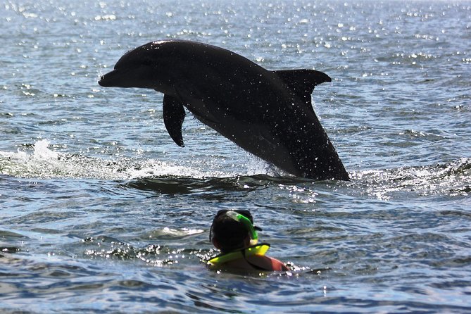 Wild Dolphin Encounter & Snorkeling Adventure - Small Group Size, Safety, and the Guide-Crew Team Feel