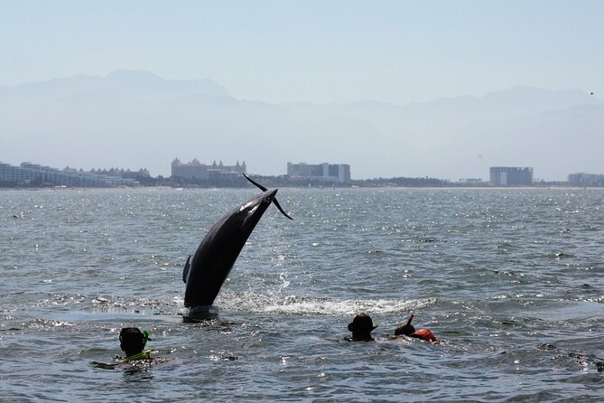 Wild Dolphin Encounter & Snorkeling Adventure - Food, Gear, and the Extra $5 Boarding Fee