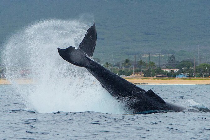 Wild Dolphin Watching and Snorkel Safari Off West Coast of Oahu - Getting to Waianae: pickup timing and why your morning matters