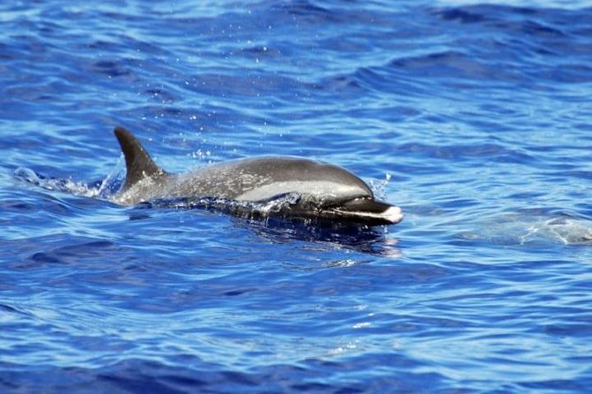 Wild Dolphin Watching and Snorkel Safari Off West Coast of Oahu - Snorkel safari setup: turtles and reef fish, with gear that’s ready to go