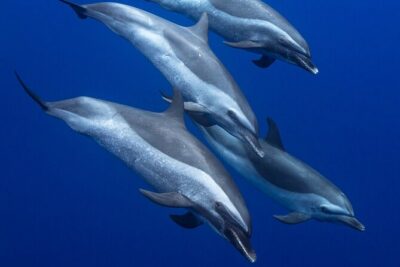 Wild Dolphin Watching and Snorkel Safari Off West Coast of Oahu - Spotting spinner dolphins (and maybe humpback whales) on the way out
