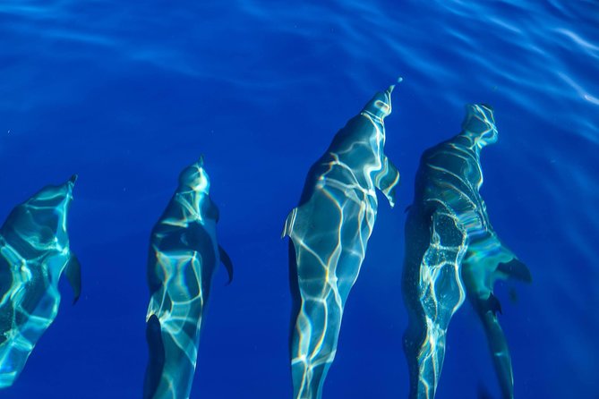 Wild Dolphin Watching and Snorkel Safari Off West Coast of Oahu - Lunch at sea plus Spinners Cafe: what to eat and when