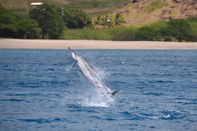 Wild Dolphin Watching and Snorkel Safari Off West Coast of Oahu - Timing, weather, and seasickness: the real-world factors that change your odds