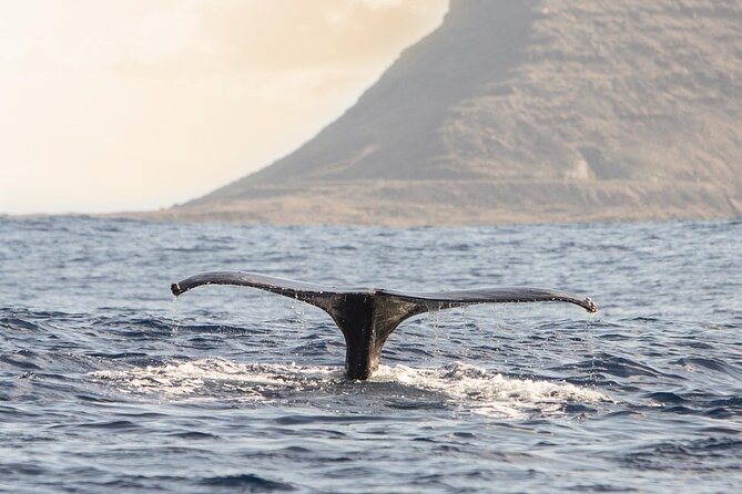 Wild Dolphin Watching and Snorkel Safari Off West Coast of Oahu - Price and value: why $193.88 can still feel fair here